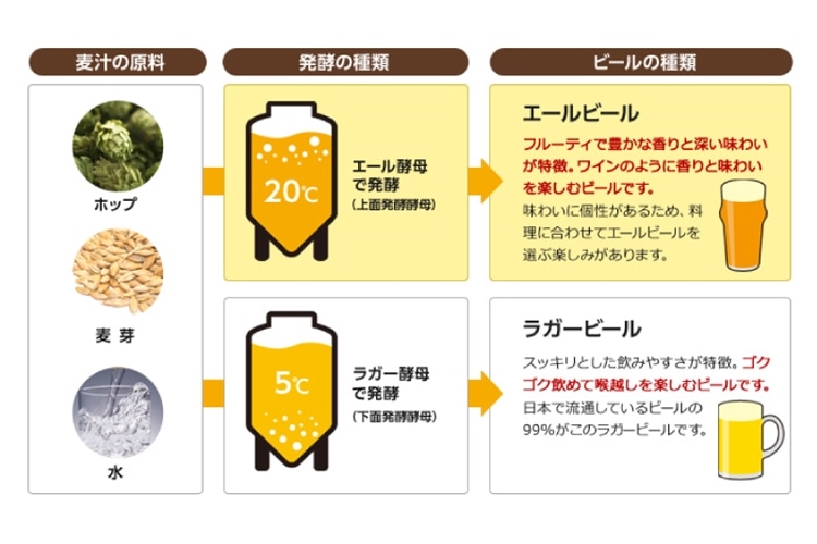 エールビールとラガービールの違いを、発酵の種類で分けて説明している図