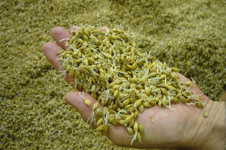 発芽したての大麦「緑麦芽」を手のひらの上にたくさん乗せている様子
