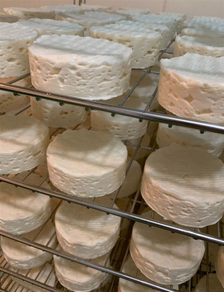 熟成初期段階の白カビチーズ。約10日間熟成すると……