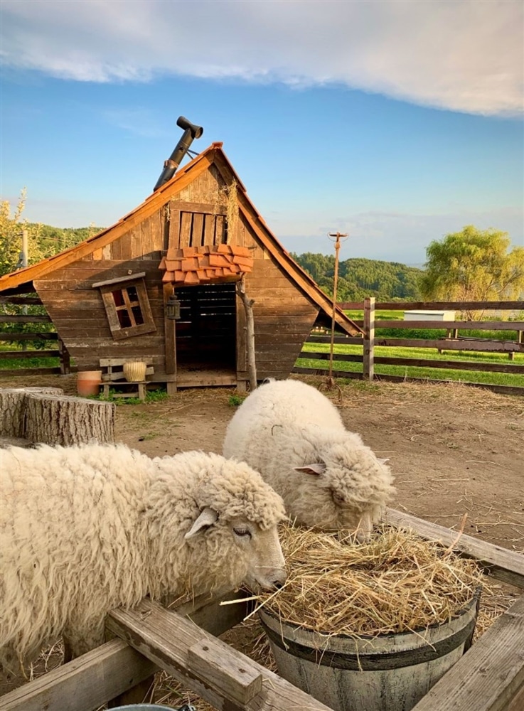 アトリエ・ド・フロマージュで放牧されている羊