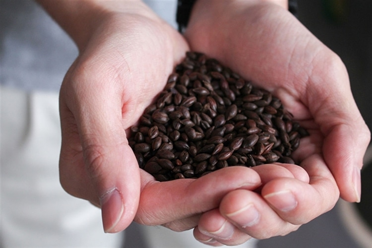 麦芽とは？ビールメーカーが解説する「麦芽（モルト、 malt）の基礎知識」 | よなよなエール公式ウェブサイト「よなよなの里」
