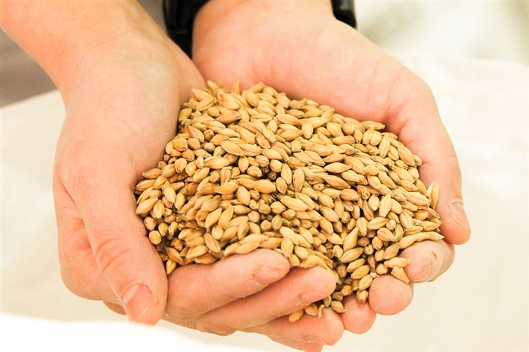 麦芽とは？ビールメーカーが解説する「麦芽（モルト、 malt）の基礎知識」 | よなよなエール公式ウェブサイト「よなよなの里」