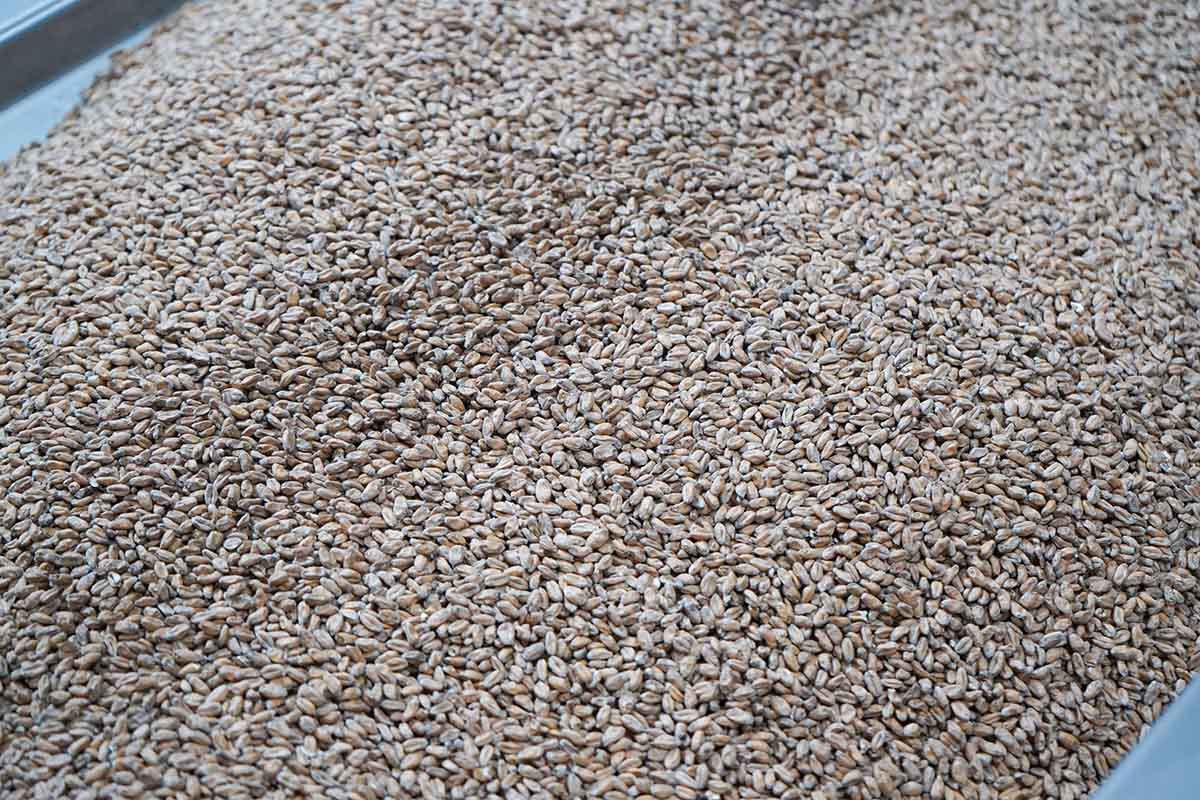 ビール醸造に使用する小麦の画像