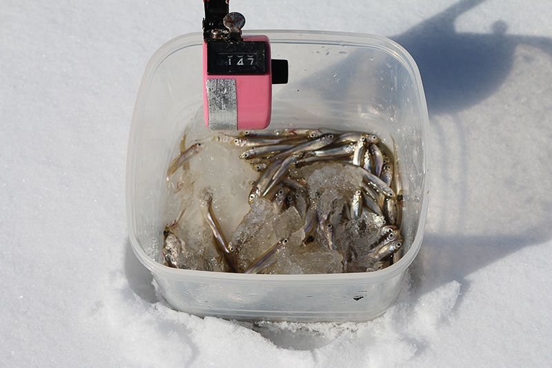 氷上ワカサギ釣りの釣果150匹（達人の場合）