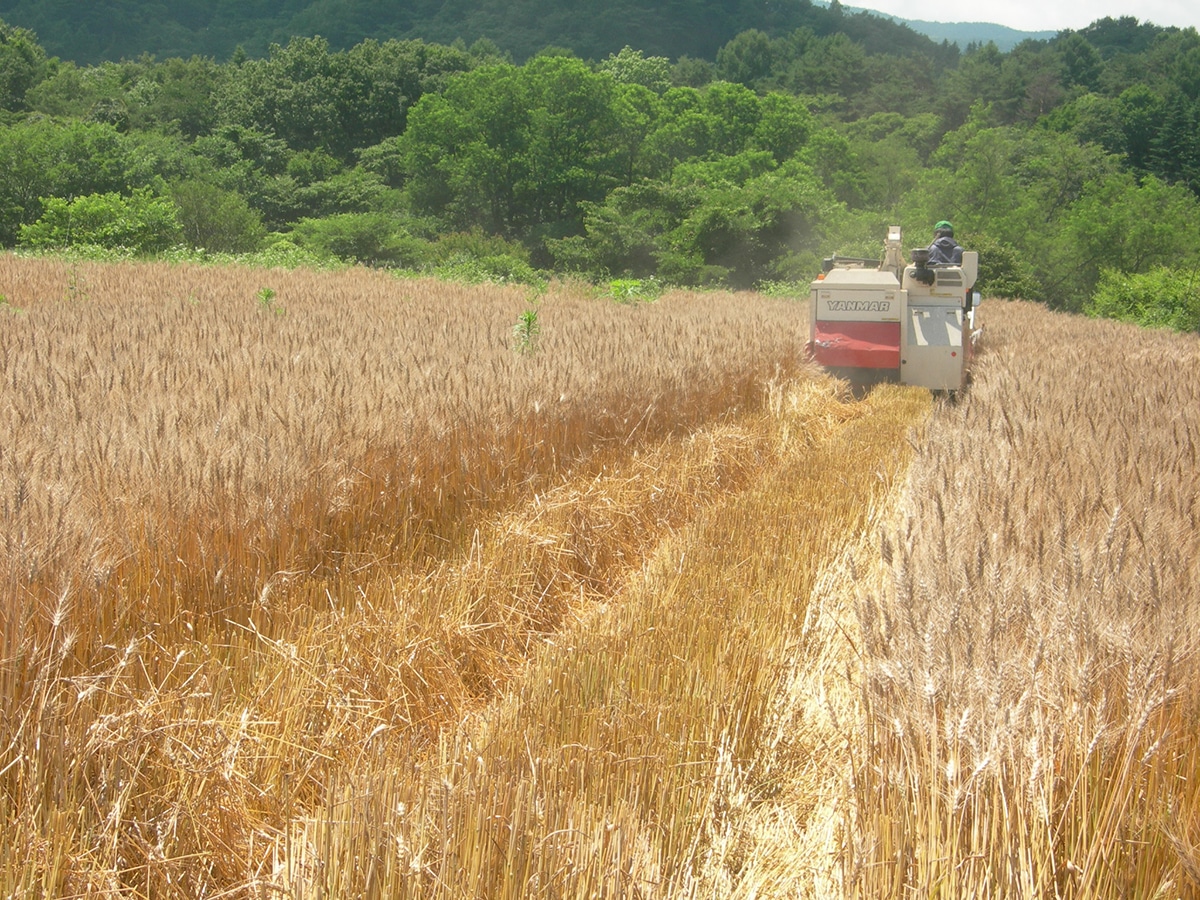 軽井沢産小麦ゆめかおりの収穫