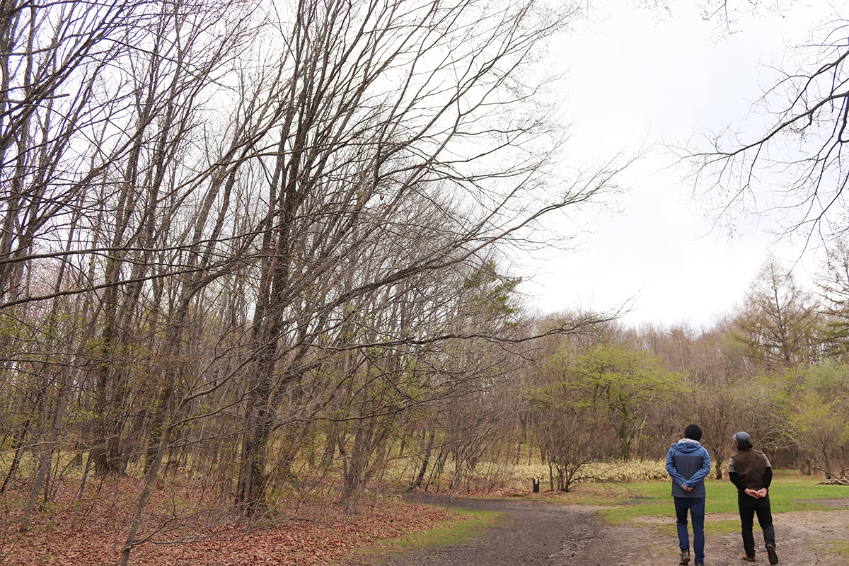 北軽井沢スウィートグラス ぐるぐる散歩 おしぎっぱの森