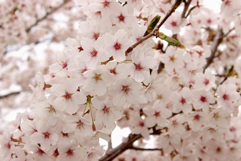 桜の花
    